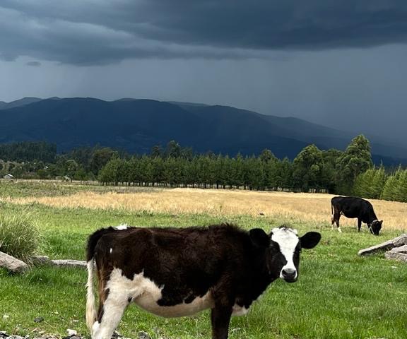 Calf in a green pasture with storm clouds over distant hills